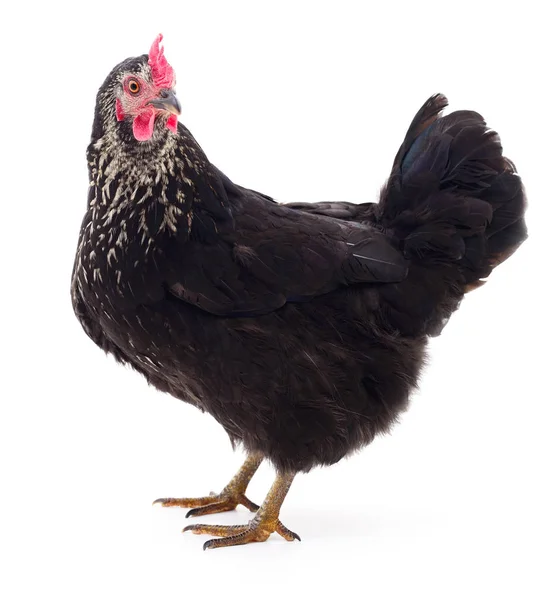 Gallina negra aislada . — Foto de Stock