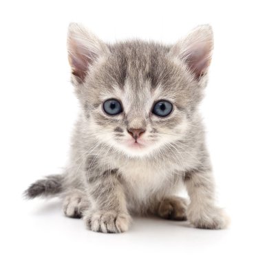 küçük gri kedicik.