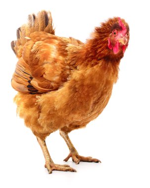 izole kahverengi tavuk.