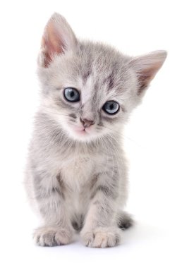 küçük gri kedicik.