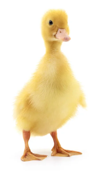 Bir sarı ördek yavrusu. — Stok fotoğraf