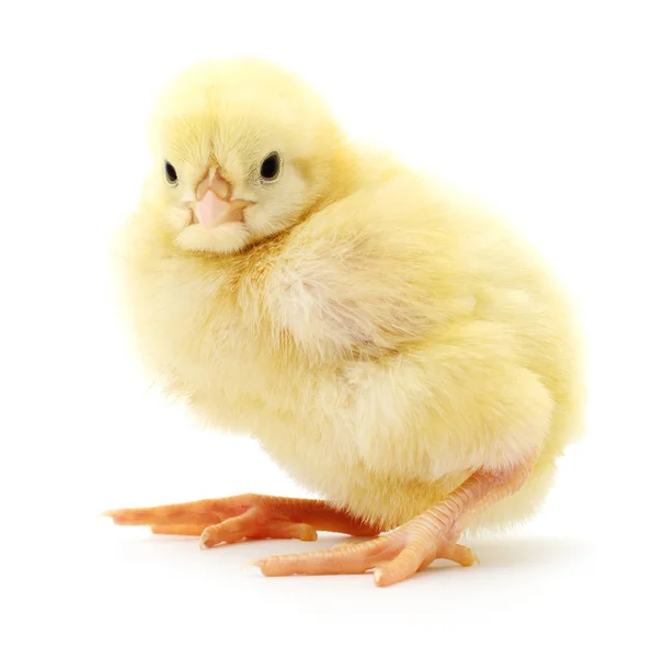 Маленький жовтий курча . — стокове фото