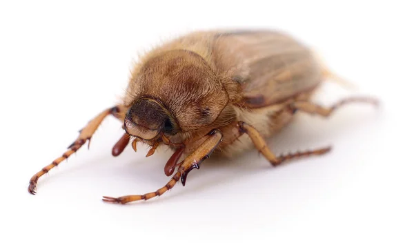 Pode besouro ou Cockchafer ou Melolontha isolado — Fotografia de Stock