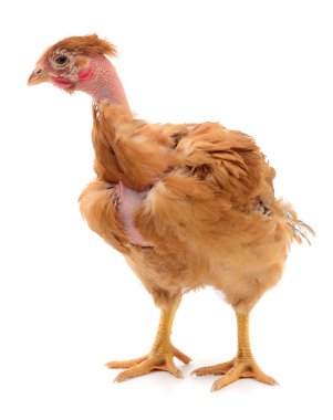 izole kahverengi tavuk.