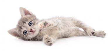 küçük gri kedicik.