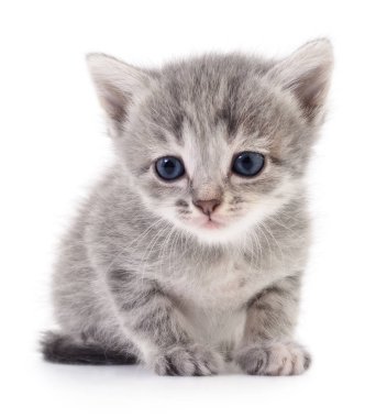 küçük gri kedicik.