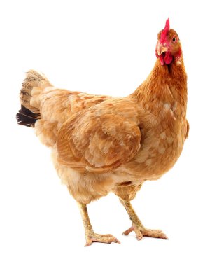 izole kahverengi tavuk.