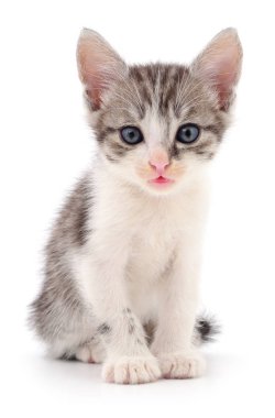 küçük gri kedicik.