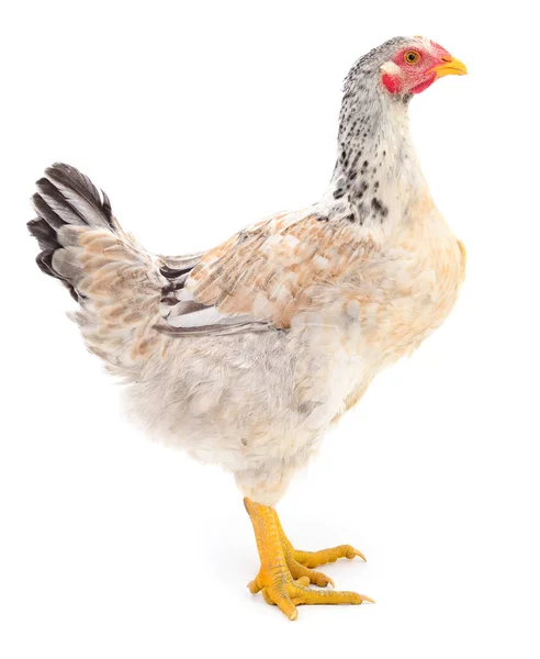 Brown hen isolated. — Stock Photo, Image