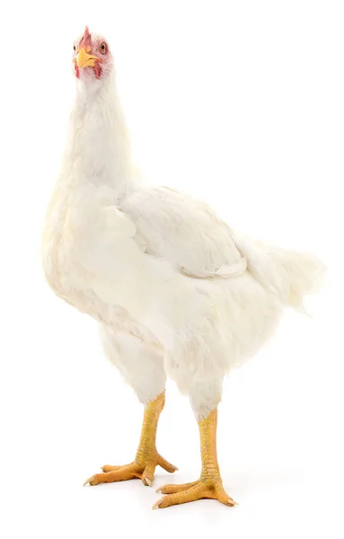 White hen isolated. — Stock Photo, Image