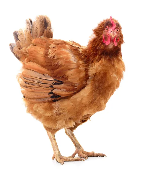 izole kahverengi tavuk.