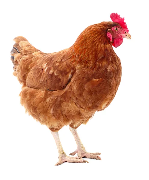 Brown hen isolated. — Stock Photo, Image