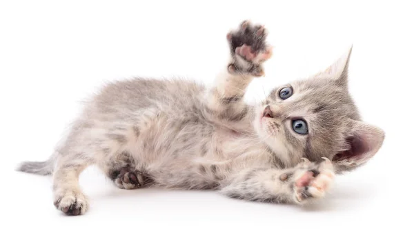 Kleine grijze kitten. — Stockfoto