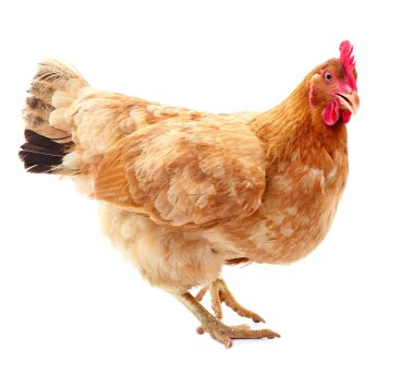 izole kahverengi tavuk.