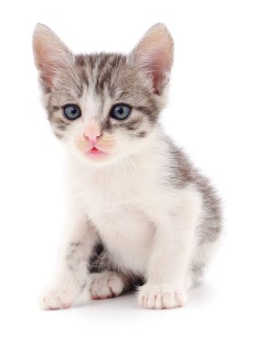 küçük gri kedicik.