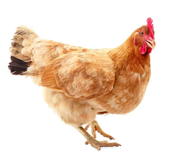 izole kahverengi tavuk.