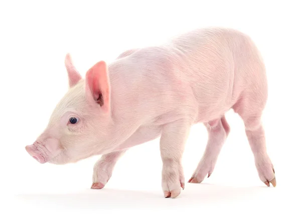 Cerdo sobre blanco . — Foto de Stock