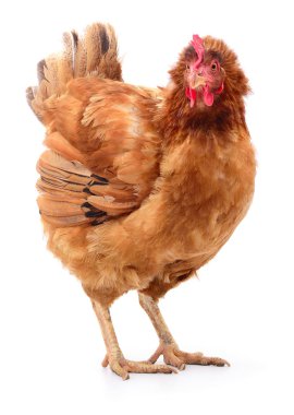 izole kahverengi tavuk.