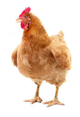 izole kahverengi tavuk.