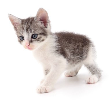 küçük gri kedicik.