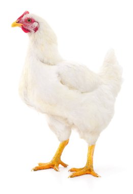 Beyaz tavuk izole.