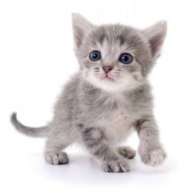 küçük gri kedicik.