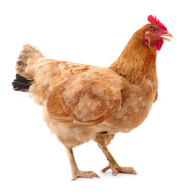 izole kahverengi tavuk.