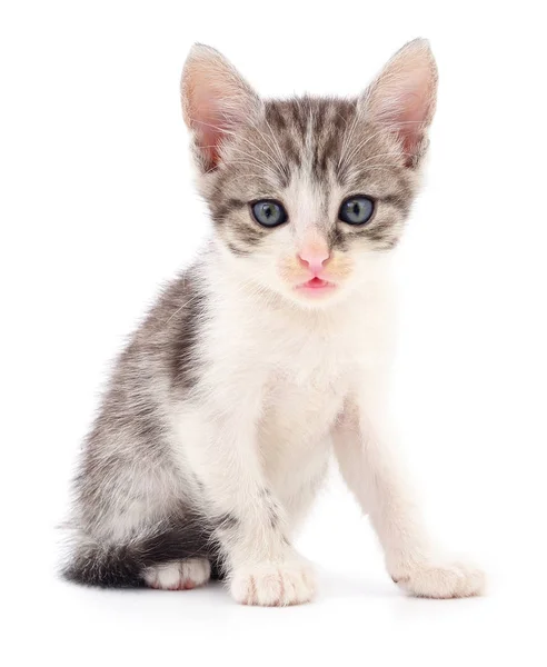 Small gray kitten. — Stock Photo, Image