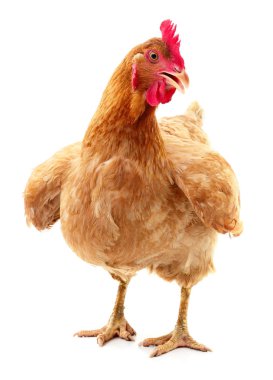 izole kahverengi tavuk.