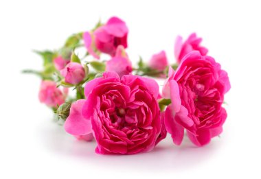 güzel kırmızı gül.