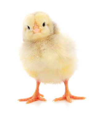 küçük sarı tavuk. 