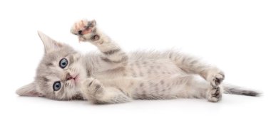 küçük gri kedicik.