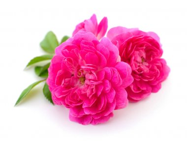 güzel kırmızı gül.