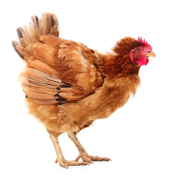 izole kahverengi tavuk.