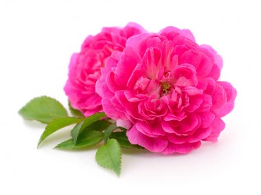 güzel kırmızı gül.