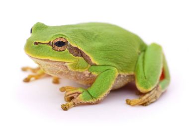 yeşil kurbağa izole.
