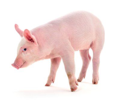 Beyaz üzerinde domuz.