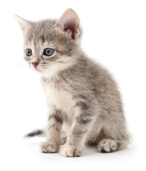 küçük gri kedicik.