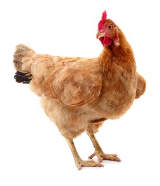 izole kahverengi tavuk.