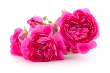 Güzel pembe güller.