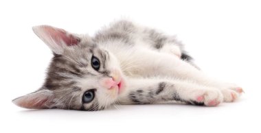 Beyaz zemin üzerinde kedi yavrusu.