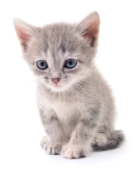 Pequeno gatinho cinzento . — Fotografia de Stock