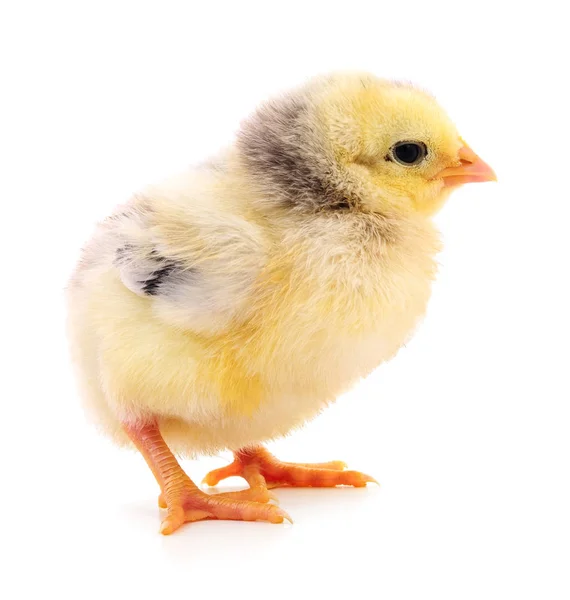 Pollo amarillo pequeño — Foto de Stock