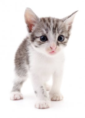 küçük gri kedicik.