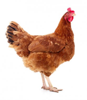 izole kahverengi tavuk.