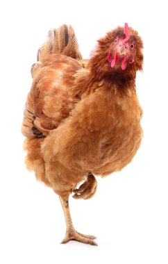 izole kahverengi tavuk.