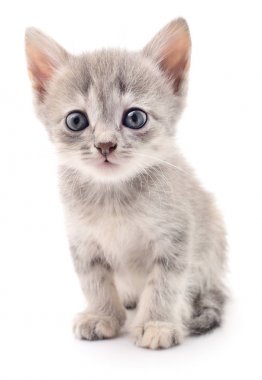 küçük gri kedicik.