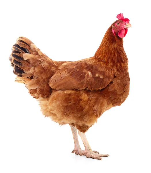 izole kahverengi tavuk.