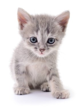 küçük gri kedicik.