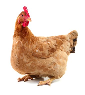 izole kahverengi tavuk.